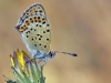 Lycaena tityrus