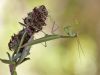 Mantis religiosa male - Gottesanbeterin, Maennchen
