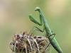 Mantis religiosa_female_img_2449