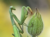 Mantis religiosa - female - Berlin