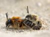 Andrena spec. _img_5381