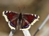 Nymphalis antiopa - 3204