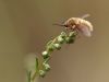 Bombyliidae cf. Bombylius major (Großer Wollschweber)